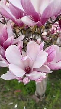 Magnolia: El Tesoro Evolutivo de la Naturaleza