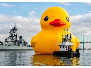 See The World's Biggest Rubber Duck This Week