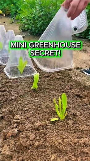 Plant Cloche – The Mini Greenhouse Hack That Supercharges Seedling Growth! 🌱🔥