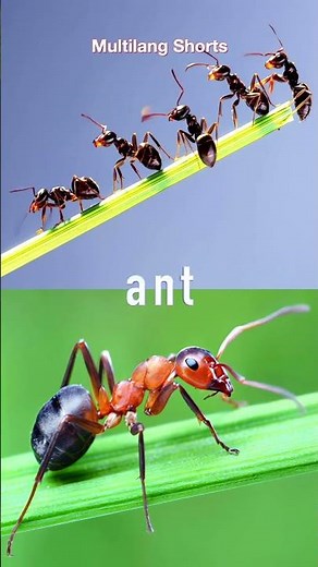 Learn 5 Insect Names with Multilang: Bumblebee, Ladybug, Butterfly, Ant, Bee!