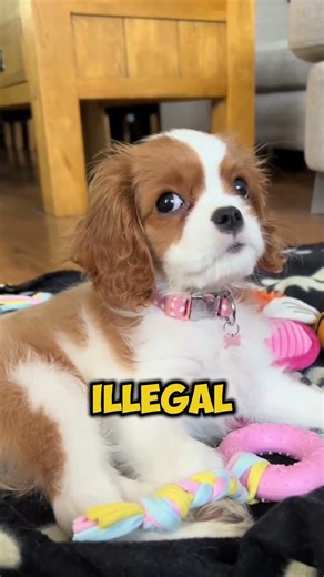 The Cutest Dogs🥰🐕