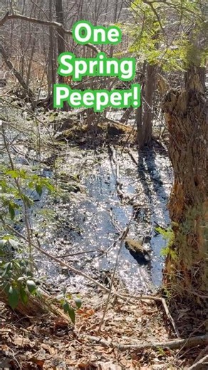 Gotta love spring’s first peeper! #frogshorts #naturesounds