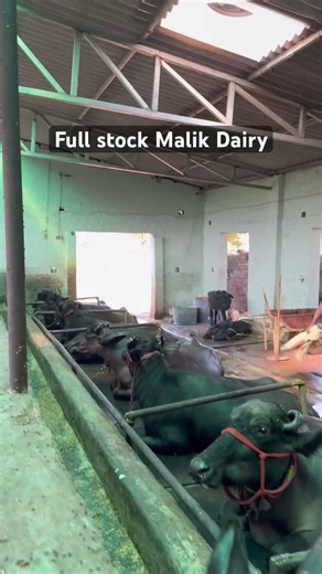 Full stock #malikdairyfarm #surjeetmalik #punjabisong