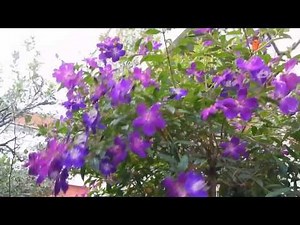 ノボタン コートダジュール