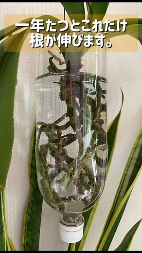 ペットボトル水栽培の胡蝶蘭、一年たつとこれだけ根が伸びます。
