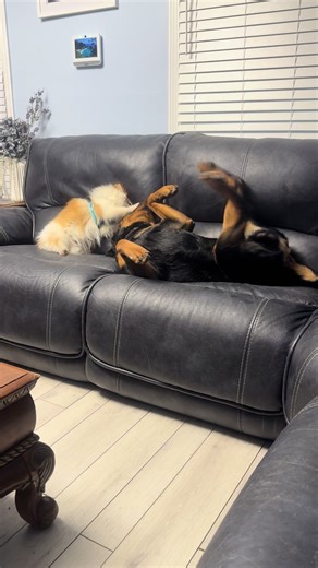 I love how he acts gentle with Appa because the fur ball is a puppy and as big as his paws, but the moment Coyote steps up, Thor’s not having it 🤣😂🥰🫶🏽🐾#rottiemom #rottielife #dogmomsoftiktok #petsoftiktok #doglover