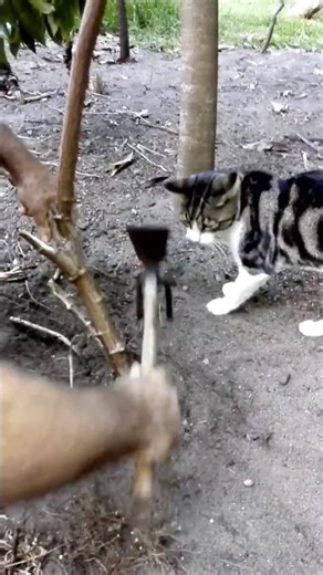 Cat Supervisor behavior o just making sure his human is safe and doing this right, forever innocent