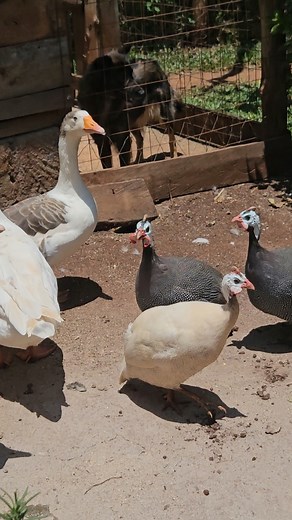 Beautiful guinea fowl and turkeys ornamental birds. In our farm we keep different types of birds including ornamental and poultry. guinea fowls are among the ornamental birds we keep. #guinea #guineafowls #eggs #ornamental #egg #farm #farming #farmlife #fyppppppppppppppppppppppp #fyp #poultryfarming #kiambu #village #kirungusfarm #chicks