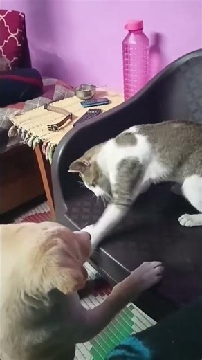 dog 🐕 cat 🐈 Love ❤️#viralshort #dailyshorts #catdogfriendship #catdoglover #doglove #catlove