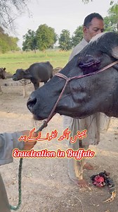 Enucleation in Buffalo #reelsviralシ #reelsfbシ #reelsfbpage #reelsfb #reelsviral #viralvideo #viral | Vet.Dr.Mohsin