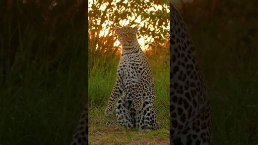 Watch leopards show off their incredible agility and curiosity