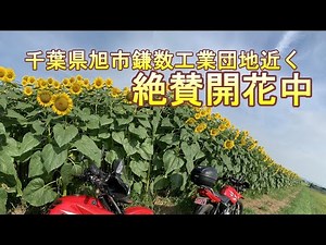 千葉県旭市鎌数工業団地近くのひまわり畑 2023 絶賛開花中