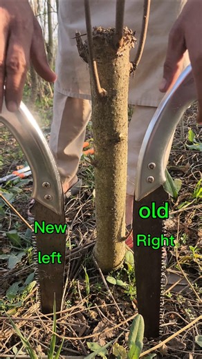 Cutting a Tree by Hand Saw | Simple & Safe Technique#shortvideo​ #satisfying​