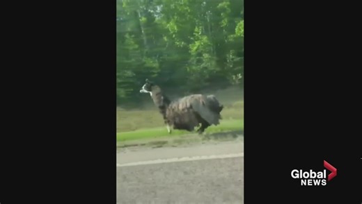 Strathcona County CPO track runaway llama