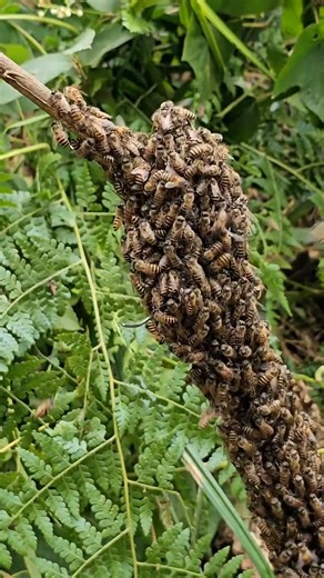 TROPICAL_INSECTSS on Instagram: "DIY Queen Bee House That Attracts Thousands of Bees #QueenBee #BuildBeeHouse #HoneyBees #BeekeepingLife #BeeColony #instagram #wildlife #instamood #india #america #facebook #facebook #insta #amazingnature #instalike #love #nature #türkiye #ubezkistan #brazil #viralvideos #vietnam #tehran #indonesia"