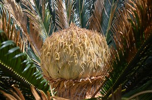 What is that on my Sago Palm???