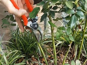 14K views · 140 reactions | Rose pruning before spring: Nina guides us through the process of properly pruning a rose to prepare for spring and new growth! | Green Side Up - Garden and Gift Center | Facebook