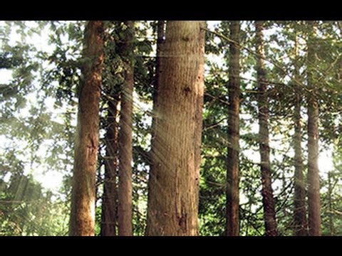 Photoshop tutorial: Forest sunbeams! How to make them filter through trees