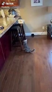 “Tin foil: the number one way to keep cats off your countertop” 😂🤣🤣 | The Weekend Magazine