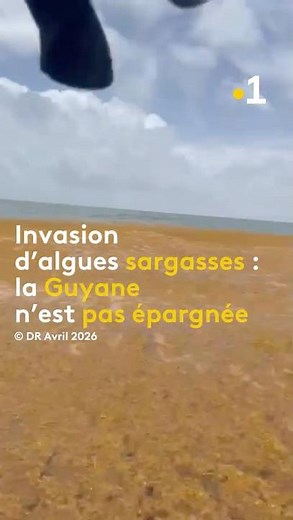 Invasion d’algues sargasses : la Guyane n’est pas épargnée