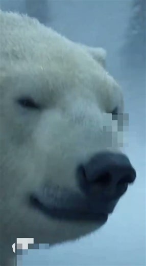 Seeing the hearts of animals in winter ❤️