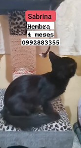 18 shares | Caso externo ME LLAMAN SABRINA ‍⬛  Soy Una Hermosa...