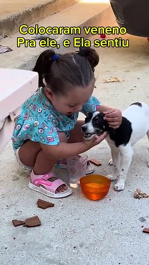 Cachorros e envenenamento: como detectar e prevenir