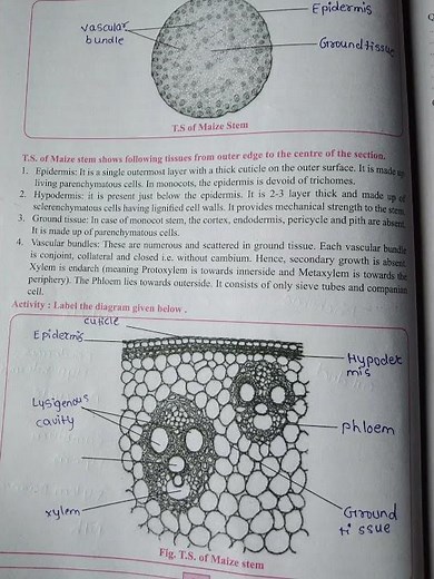 Class 11 Biology practical notebook experiment no.5 To prepare temporary stained slides