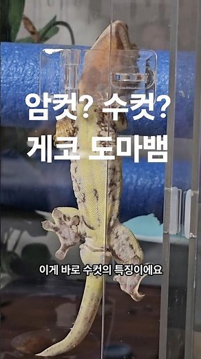 암컷? 수컷? 구별방법. 게코 도마뱀 어떤아이가 암컷인지 수컷인지 알려드려요. #게코 #reptiles #도마뱀 #반려동물 #크레스티드게코