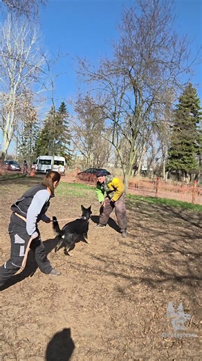 Hera protection training. Helper: @Bangó Bendegúz - Dog Trainer #blitzdogteam #protectiondog #dogtraining #workingdog #germanshepherd