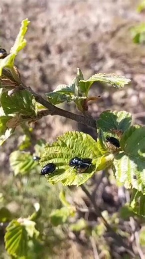 The bugs are fighting over sex! ötökät tappelee seksistä! côn trùng đánh nhau vì tình dục