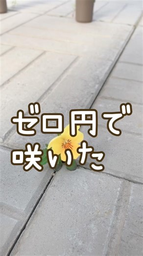 【零れ種ビオラ】こんな所からこんにちは！#shorts#ガーデニング初心者 Viola bloomed with scattered seeds