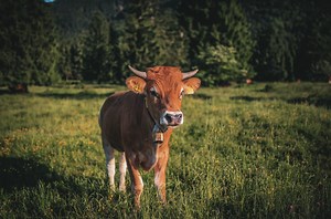 I Consumed Dairy Until Learning It's The Cruelest Industry of All