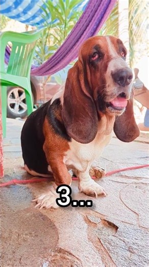 Basset Hound Sings Holy Diver better than Dio🤘😂