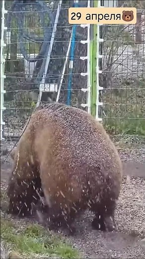 Мансур и снежок🐻Mansur and the snow#mansurbear #авиамедведь #медведь