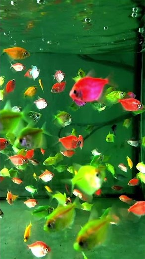 Glo Tetra Fish #aqurium #fish #foryou