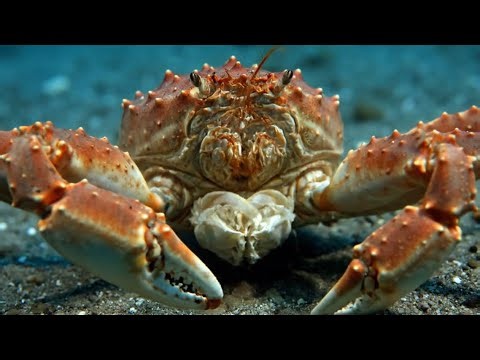 10 Amazing Facts About Alaskan King Crab