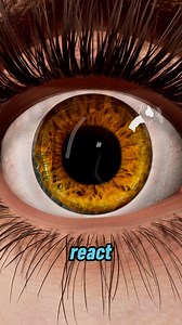 Your eyes react to emotions before you’re even aware. When intense feelings arise, your pupils widen automatically, sometimes in response to attraction, sometimes in response to dislike. It’s your brain on autopilot, revealing more than you expect. #humanscience #bodylanguage #psychologyfacts #brainbehavior #mindscience | Mr.BrainBoost