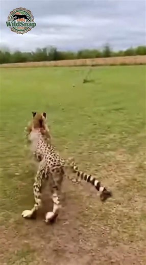Mother cat chases cheetah away from kittens