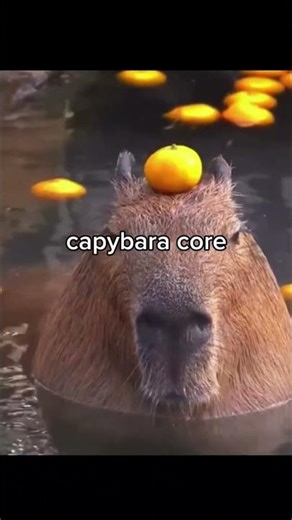 Capybara Proves Why It's The Internet's Favorite Animal #funnyanimals #animals #capybara