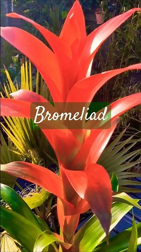 One of the MOST Beautiful Plants? | Look at the Bromeliad | Tropical Garden #shorts #tropicalgarden
