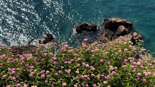 Flowers Summer Beautiful Wallpaper Free Stock Video