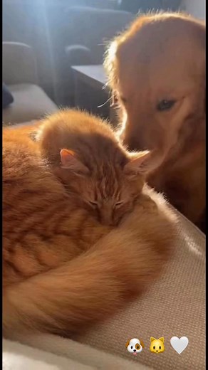 7.5K views · 373 reactions | Dog Gently Wakes Up Cat for Breakfast… But Cat Is NOT Ready | Endless Awws | Facebook
