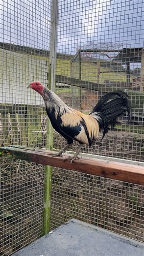 Aseel Chickens: A Guide to This Unique Breed