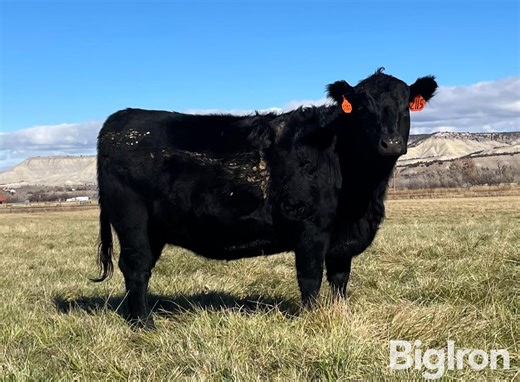 Agricultural equipment, construction equipment, industrial equipment, livestock, collector cars & realty for sale on BigIron Auctions