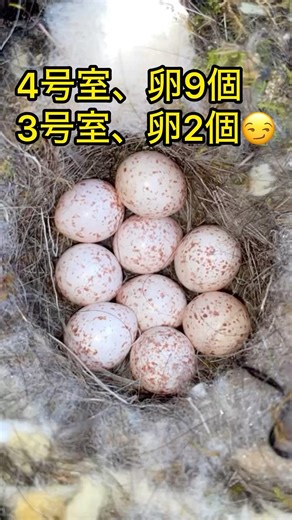 シジュウカラ営巣記😌 4号室、卵9個、3号室、卵2個😏#wildlife #野鳥 #wildbirds #癒し #田舎暮らし