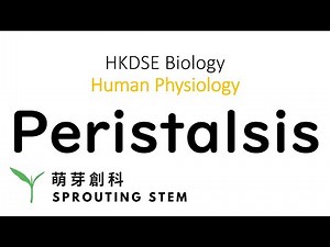 Ch7 Lesson 3 | Peristalsis | HKDSE Biology | Sprouting Classroom