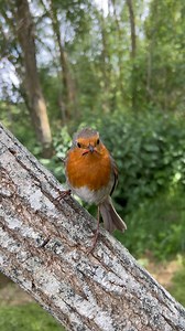 Bobbin 🥰 It’ll be interesting to see what happens next. Spring is nearly over, the robins will start their moult soon. You’ll probably lose track of your robin, if you have one, this is quite normal and what always happened to me until Bob came along, I was always able to find him. I wonder if Bobbin will stick around or if he will vanish as his predecessors did before Bob. | Putman and Robin