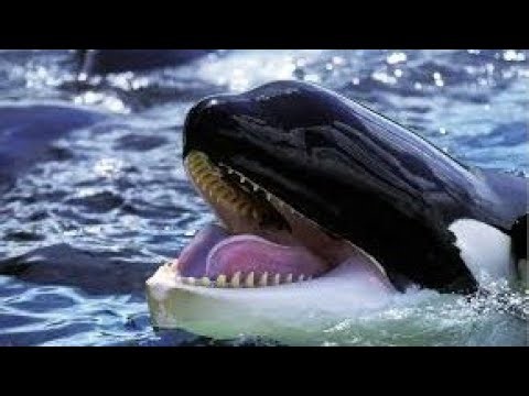 The Smartest Creatures of the Ocean | Top 10 Most Intelligent Sea Animals