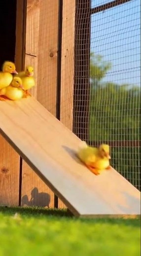 Farmers Build A Slide For Their Ducklings Watch The Cute Splash #ducklings #farmfun #animals